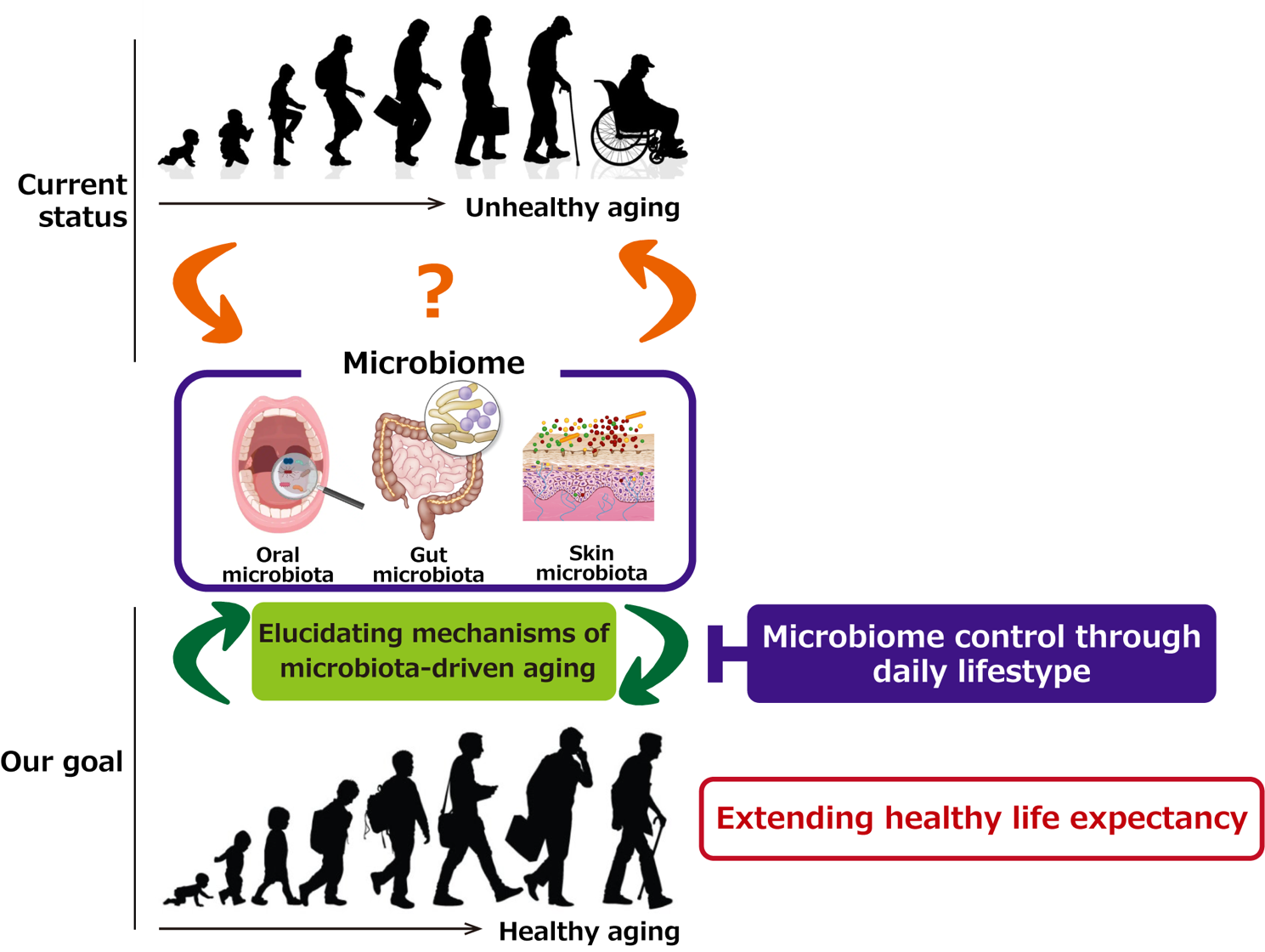 Diagram illustrating microbiome control for extending healthy life expectancy